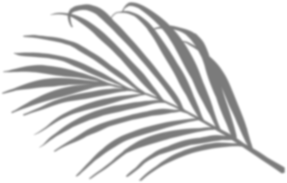 Palm Leaves with Transparent shadow effects,Tropical Coconut leaf with blurry shadow overlay